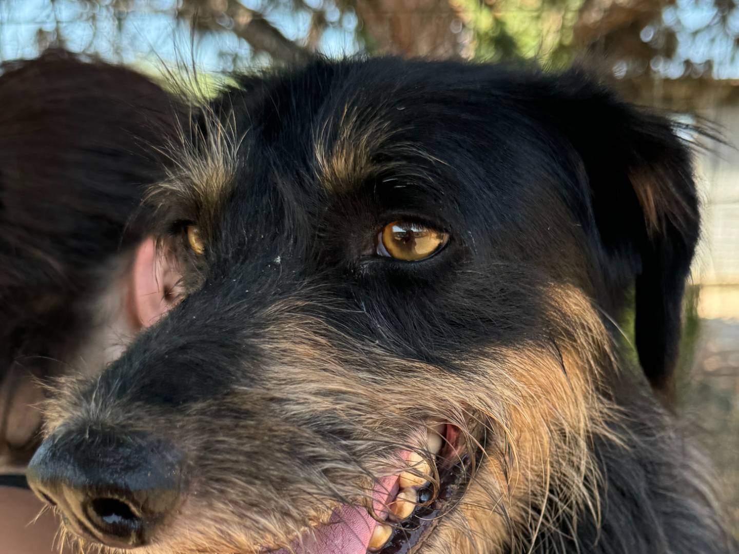Vuoi adottare un cane a Caserta?