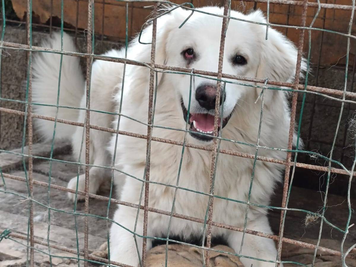 Adotta un cane, maschio, 2 anni , Salerno