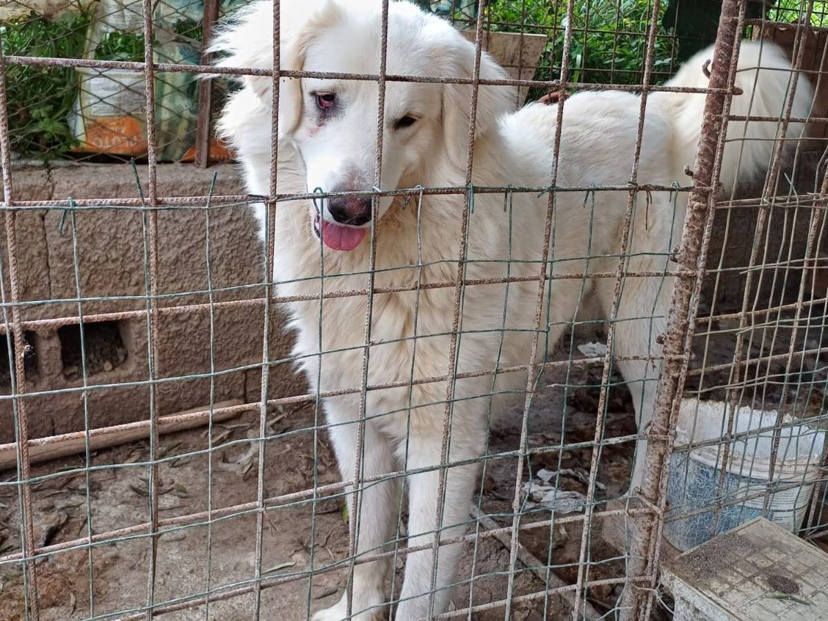 Adotta un cane, taglia gigante, maschio, Salerno