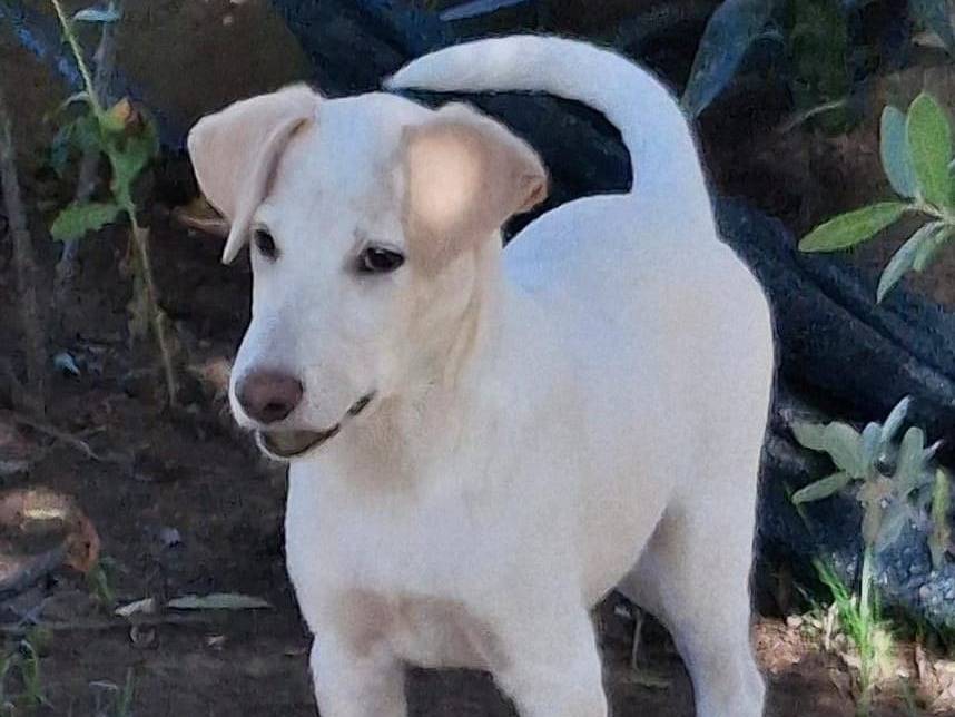 Adotta il cane WUDY a Crotone