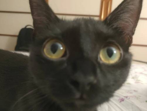 Adotta un gatto, femmina, 2 anni , Milano