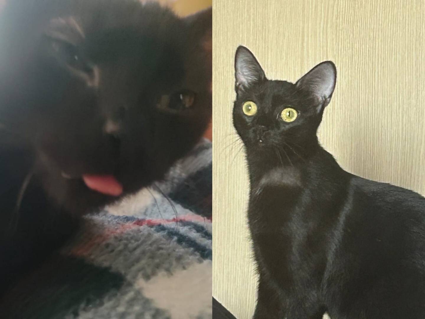 Vuoi adottare un gatto a Milano?
