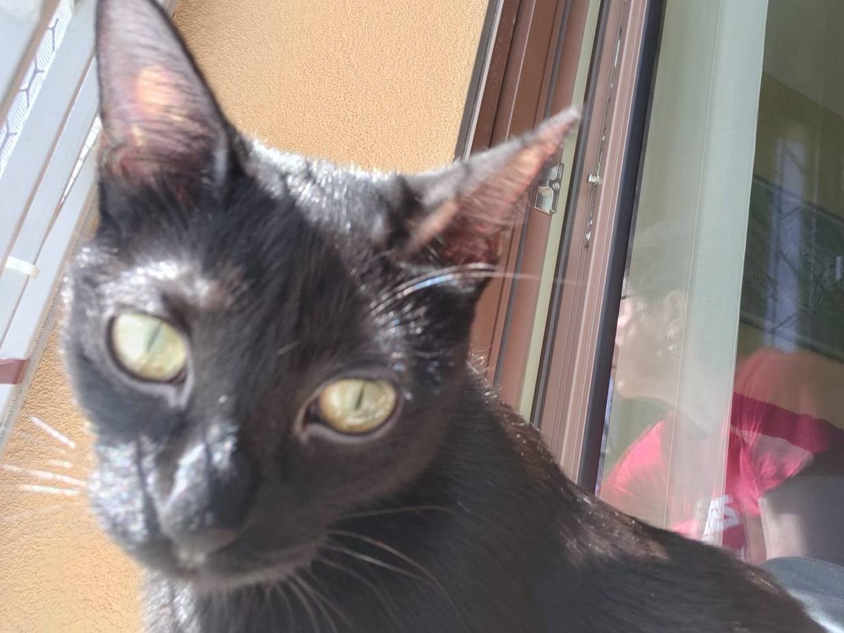 Adotta il gatto Alba a Milano