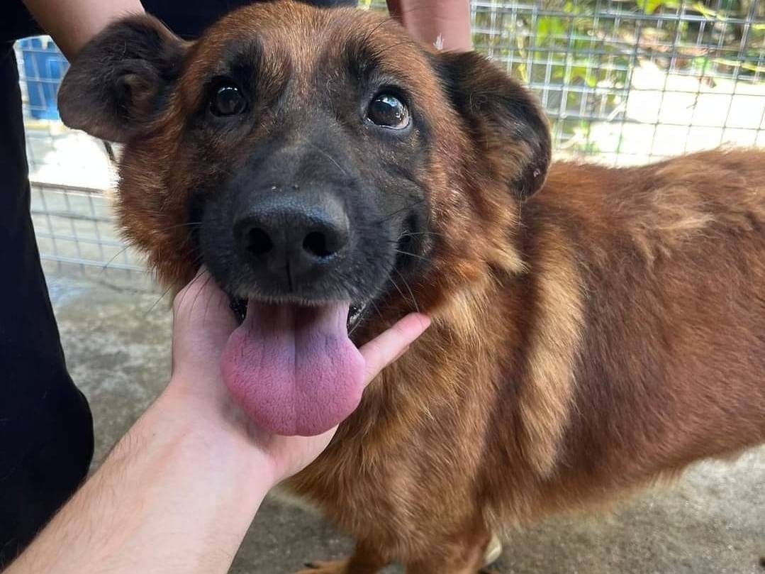 Adozione cane, maschio, meticcio, 4 anni  e 8 mesi , taglia grande, Catanzaro