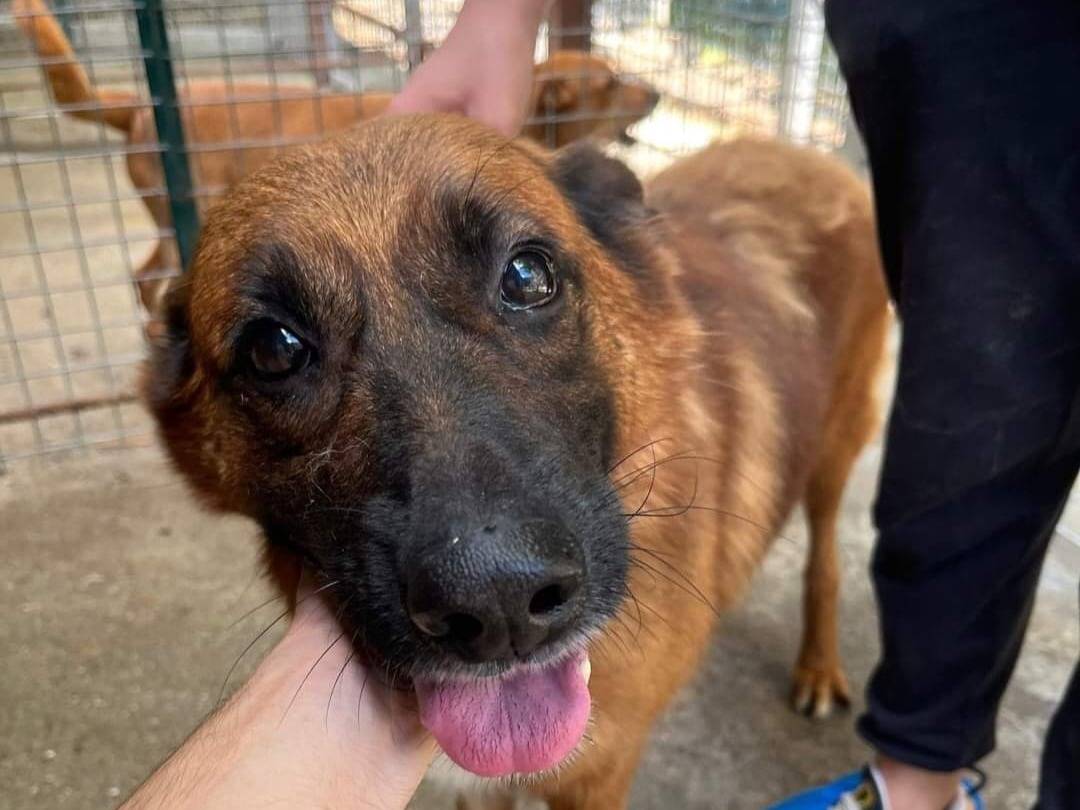 Adotta un cane, taglia grande, maschio, Catanzaro