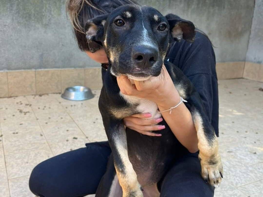 Adozione cane, femmina, meticcio, 11 mesi, taglia media, Catanzaro