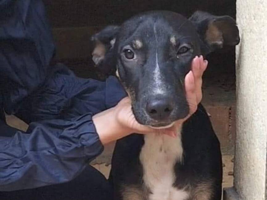 Adotta un cane, femmina, 11 mesi, Catanzaro