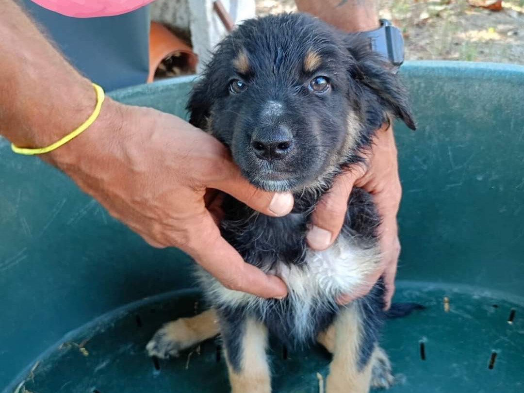 Foto dell'animale