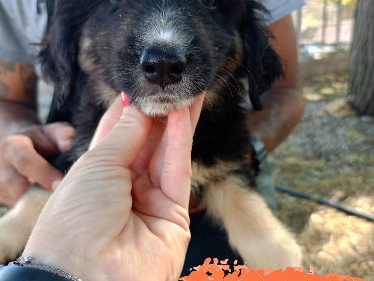 Adotta un cane, maschio, 1 anno, Cosenza