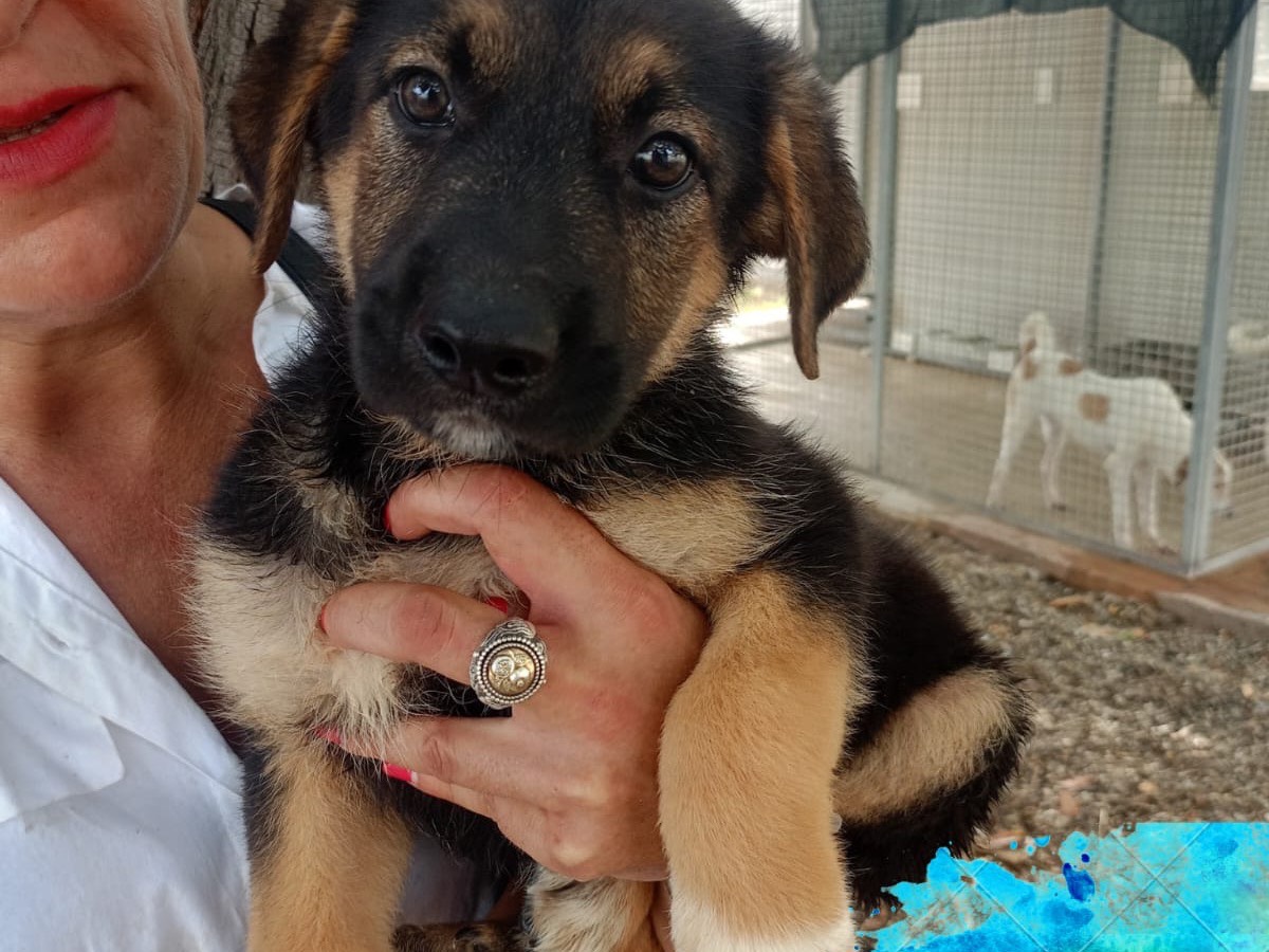 Adotta un cane, taglia media, maschio, Cosenza