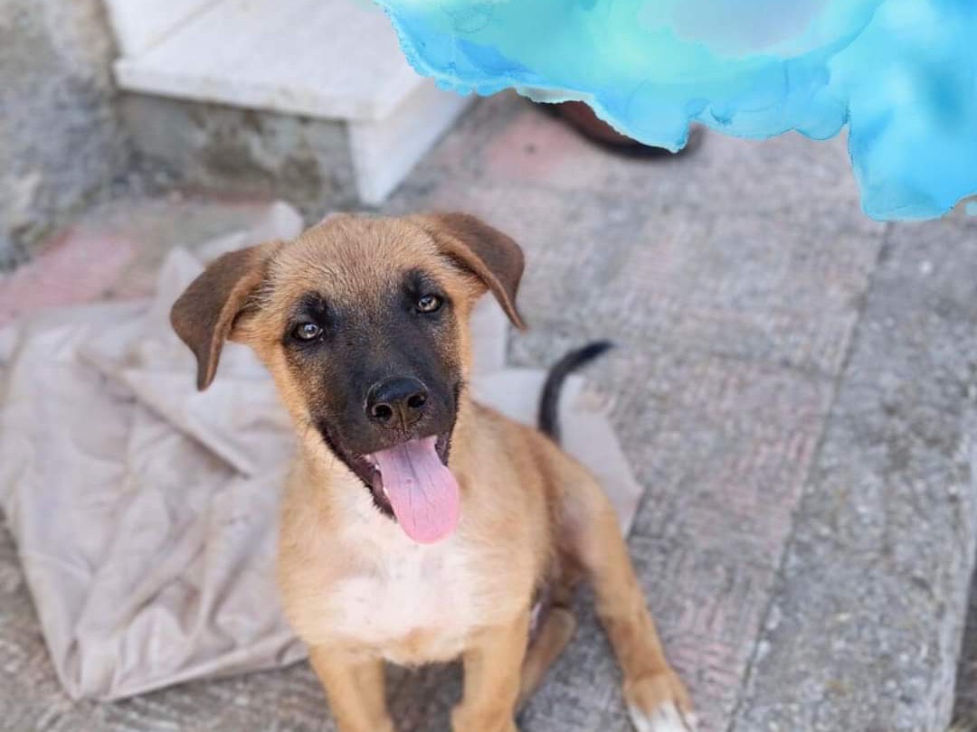 Vuoi adottare un cane a Cosenza?