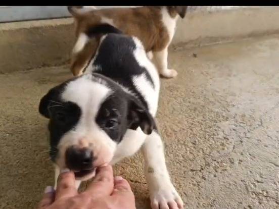 Adozione cane, maschio, Pitbull, 1 anno, taglia media, Caserta