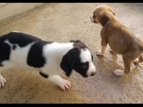 Adotta un cane, maschio, 1 anno, Caserta