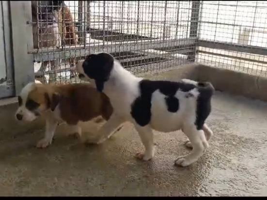 Adotta un cane, taglia media, maschio, Caserta