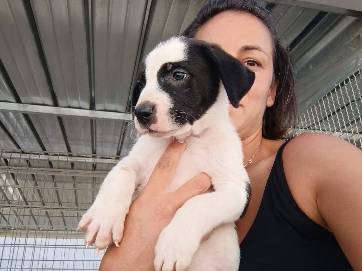 Vuoi adottare un cane a Caserta?