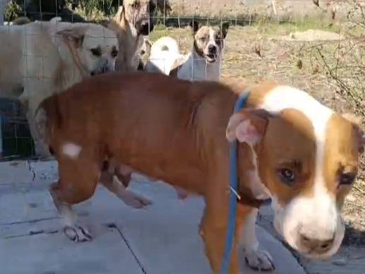 Adotta il cane Kenai a Caserta