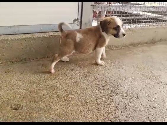 Adozione cane, femmina, Pitbull, 9 mesi, taglia media, Caserta