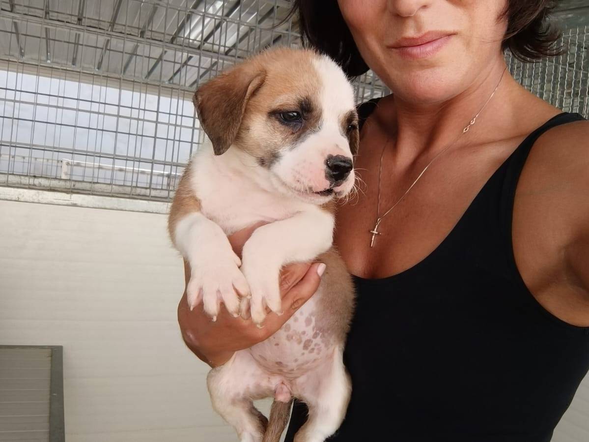 Adotta un cane, taglia media, femmina, Caserta