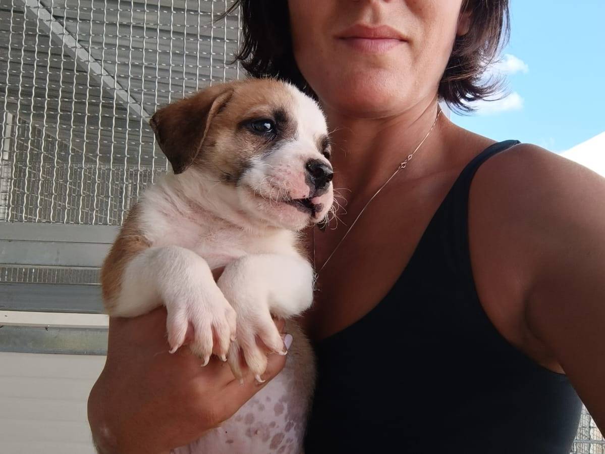 Vuoi adottare un cane a Caserta?