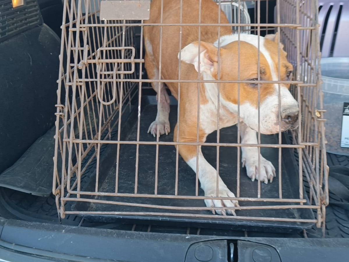 Adotta il cane Koda a Caserta