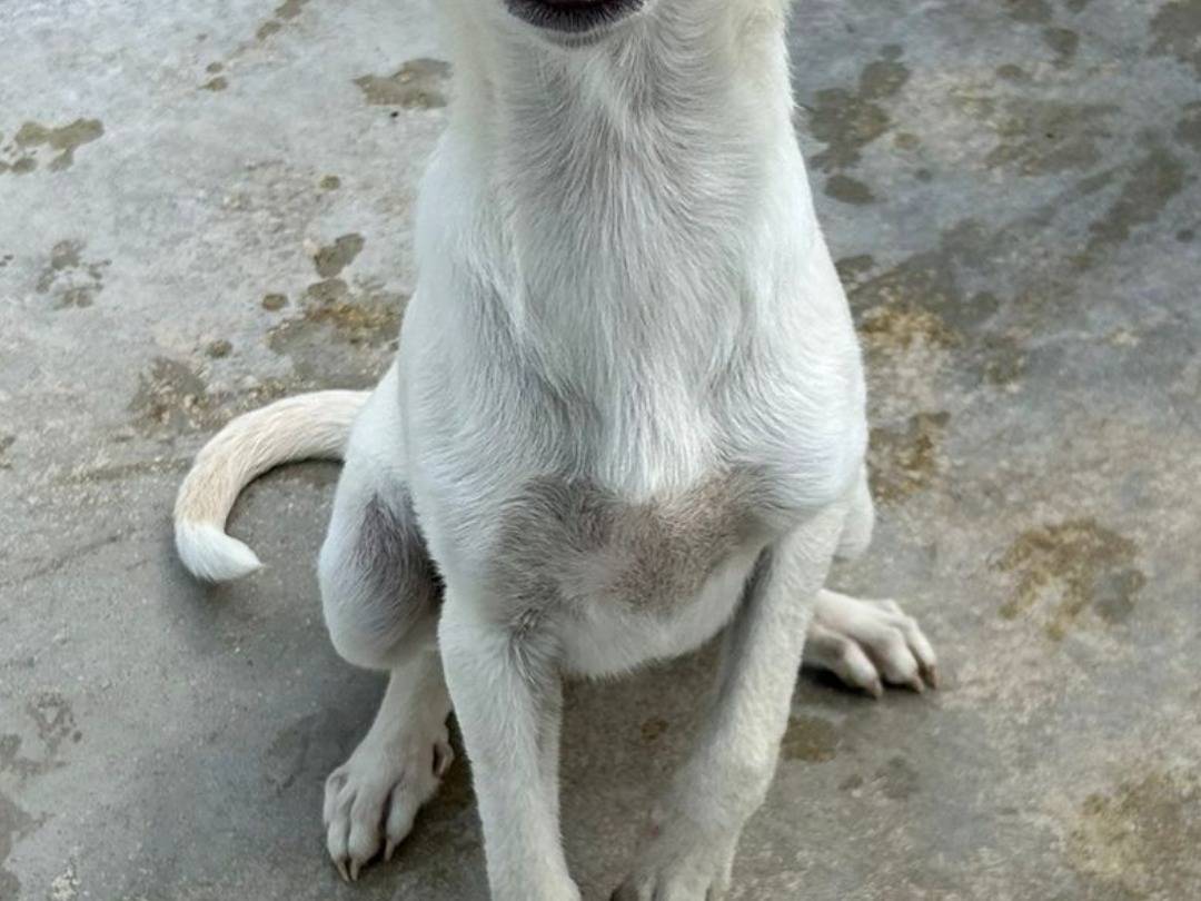 Adotta un cane, femmina, 7 mesi, Napoli