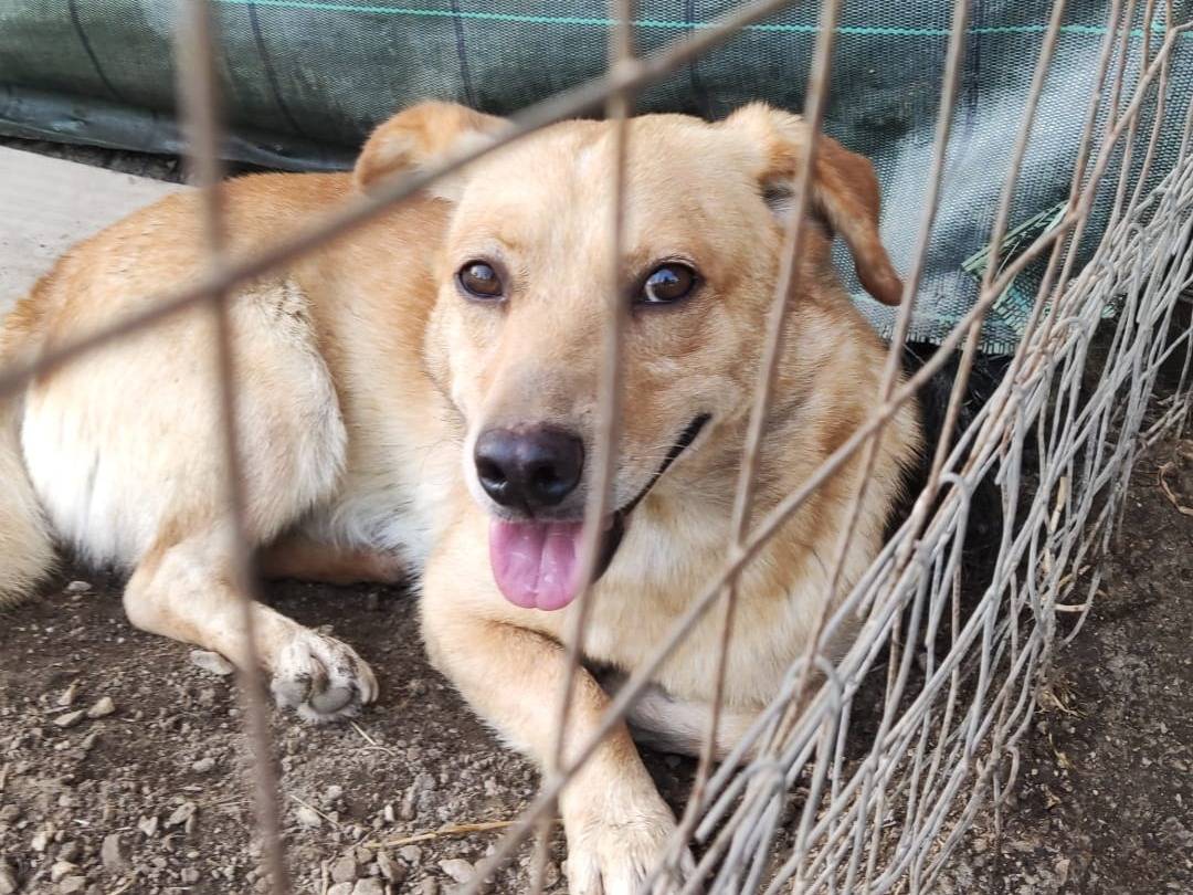 Adozione cane, maschio, meticcio, 3 anni  e 4 mesi , taglia piccola, Napoli