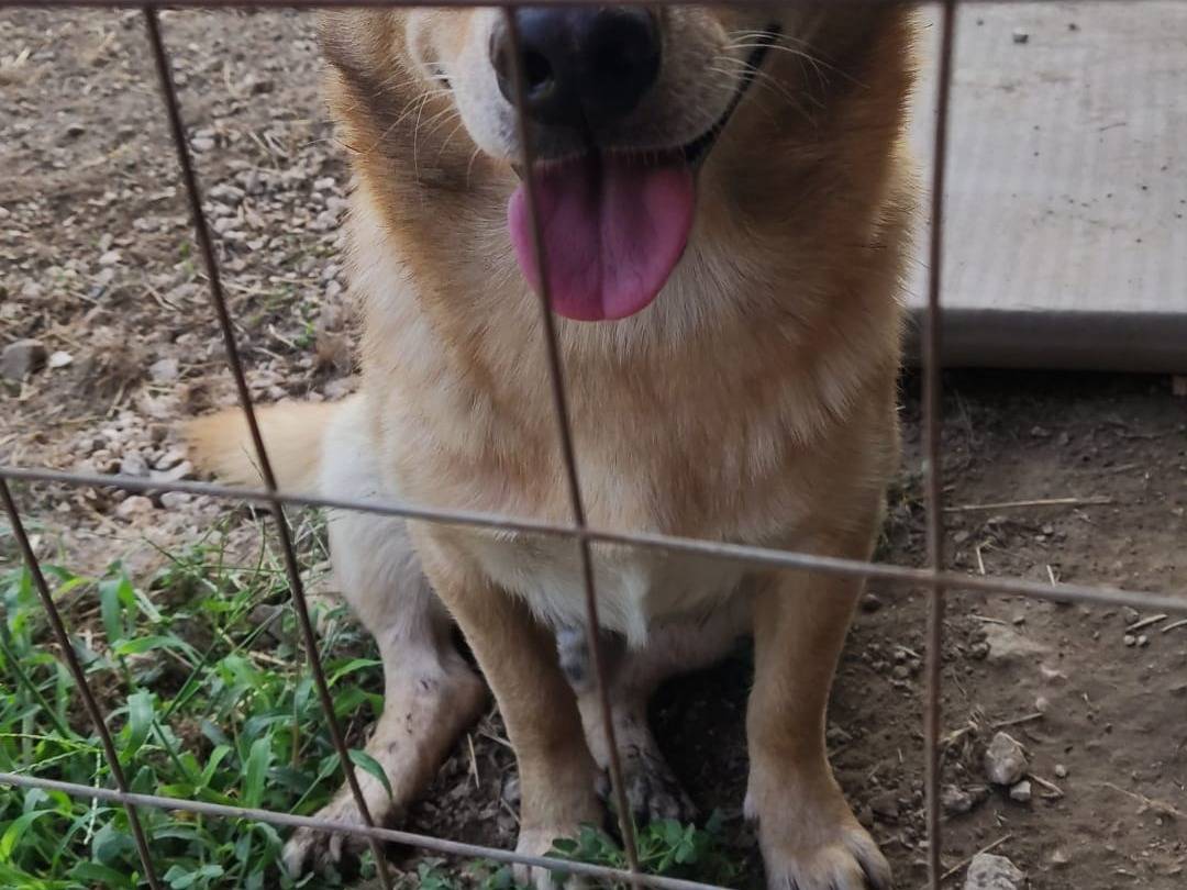 Adotta un cane, maschio, 3 anni  e 11 mesi , Napoli