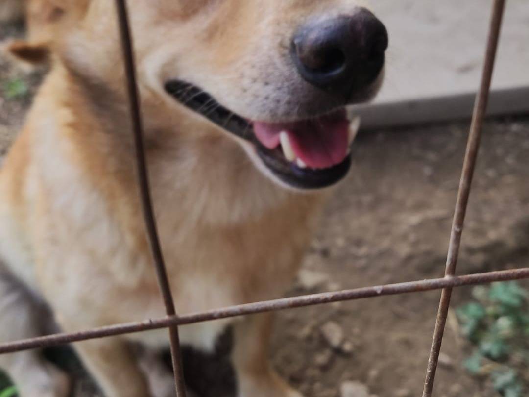Adotta un cane, taglia piccola, maschio, Napoli
