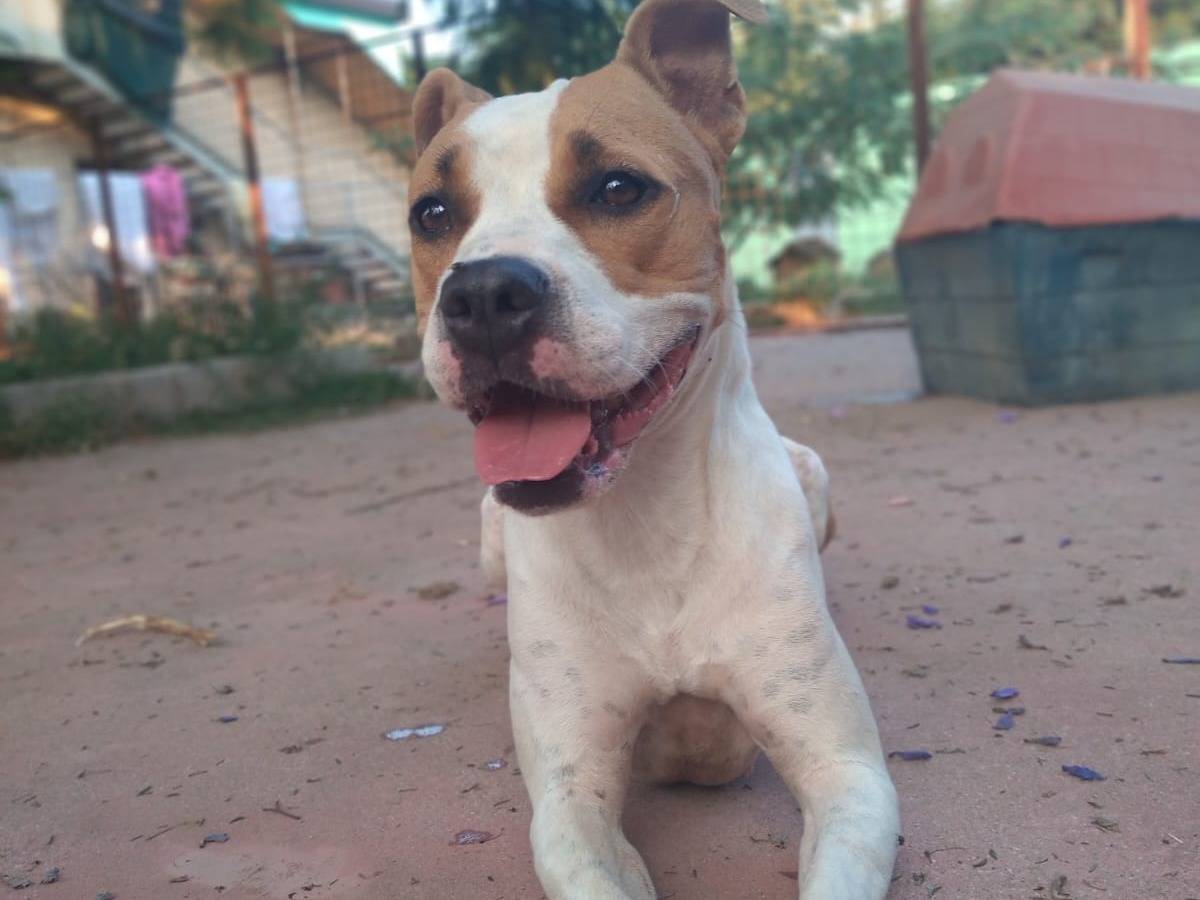 Adotta un cane, femmina, 5 anni  e 11 mesi , Caserta