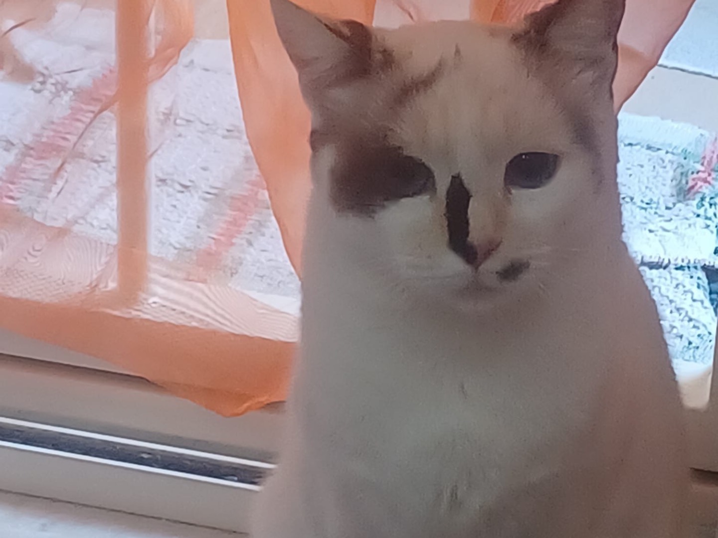 Foto dell'animale