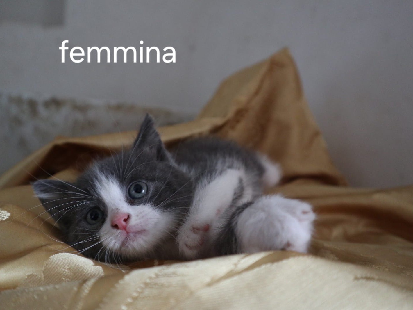 Adotta un gatto, taglia non valida, maschio, Frosinone