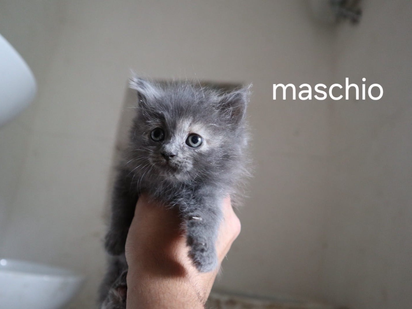 Vuoi adottare un gatto a Frosinone?