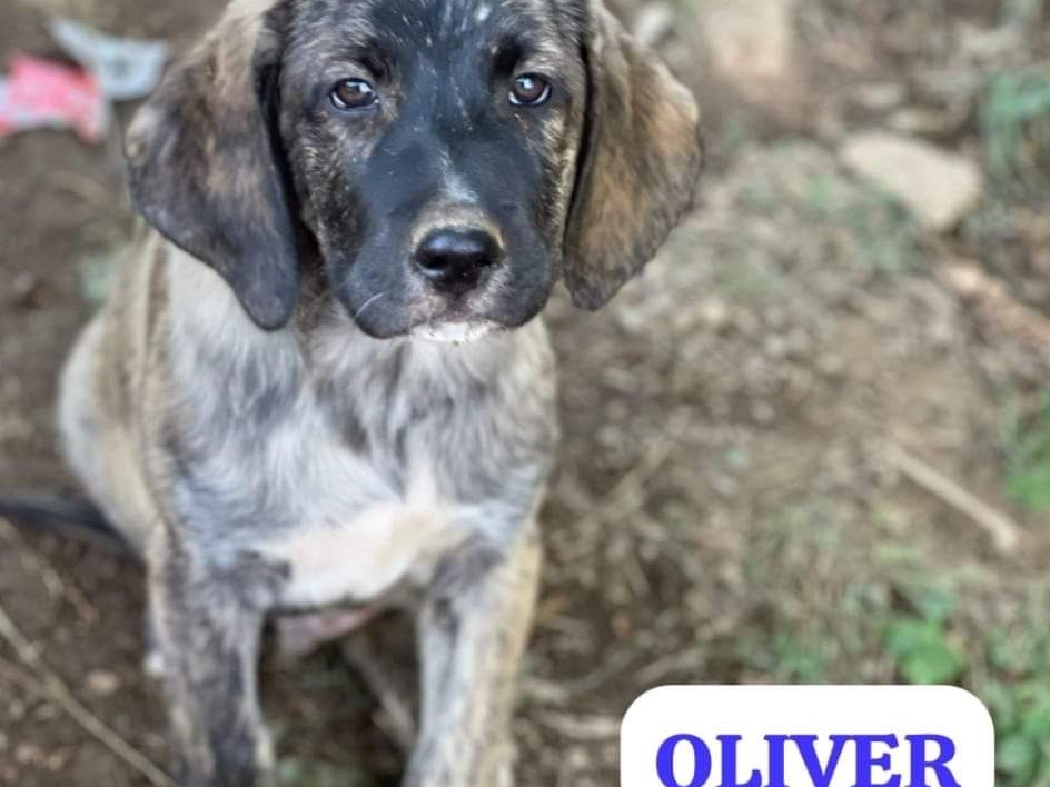 Adotta il cane Cinque a Reggio