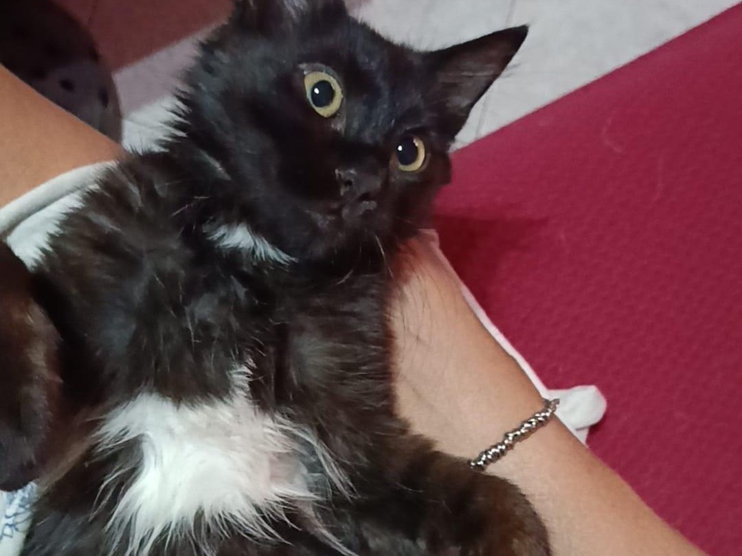 Adozione gatto, maschio, meticcio, 11 mesi, taglia non valida, Roma