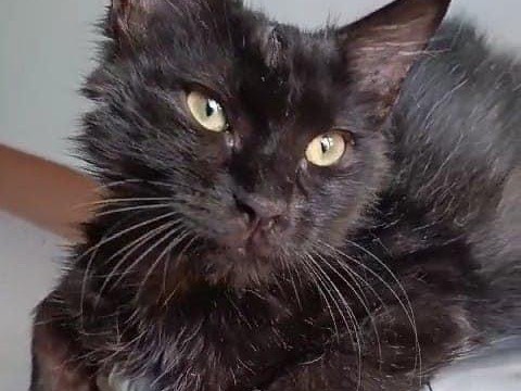 Adotta un gatto, maschio, 11 mesi, Roma
