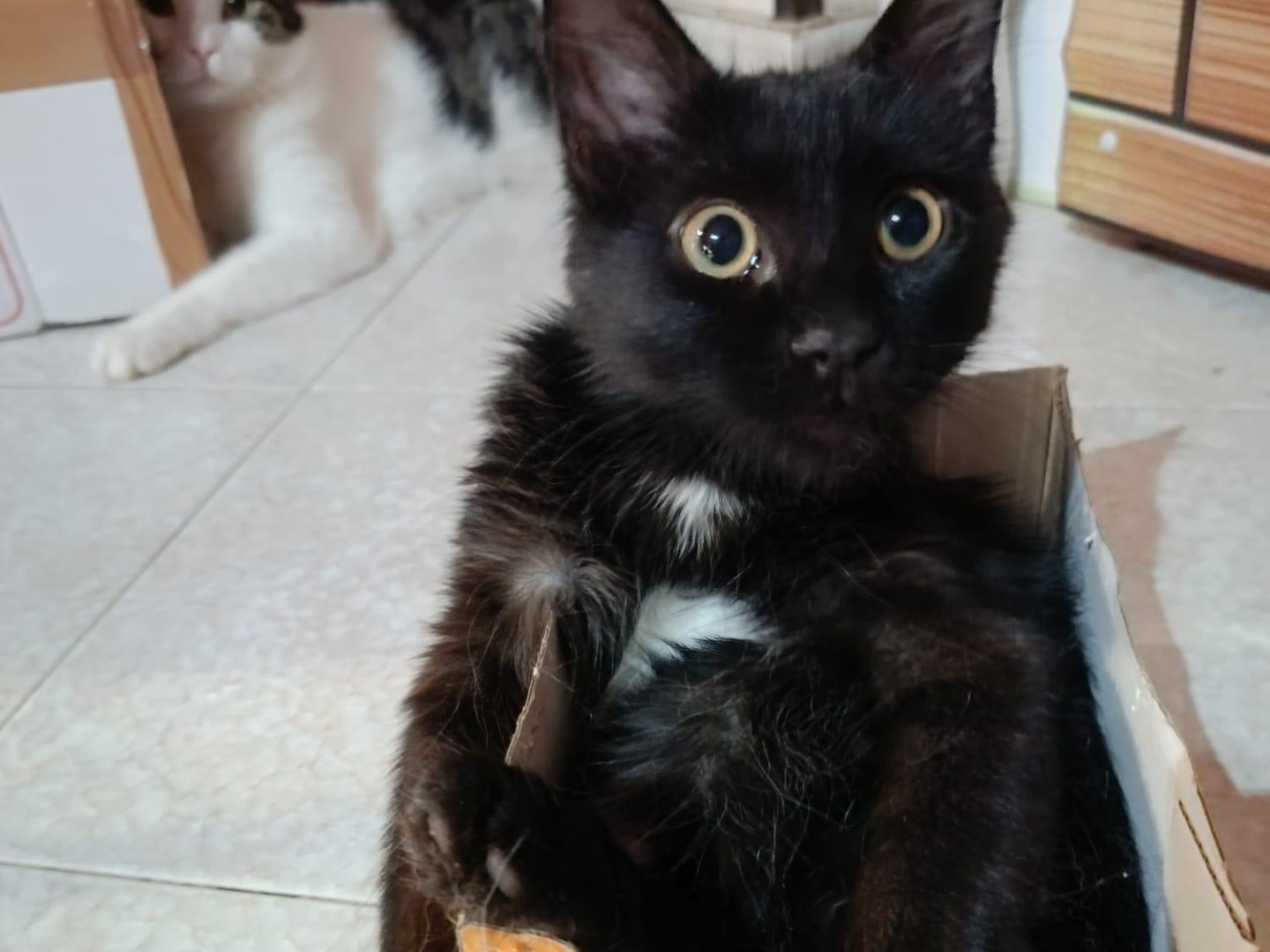 Adotta un gatto, taglia non valida, maschio, Roma