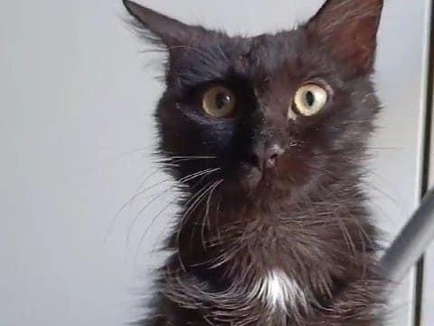 Vuoi adottare un gatto a Roma?