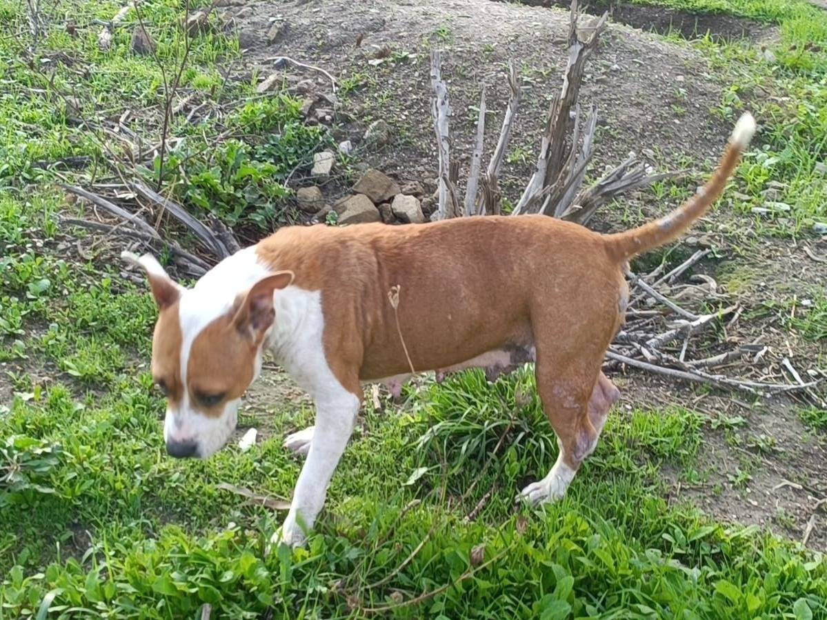 Adotta un cane, taglia media, femmina, Caserta