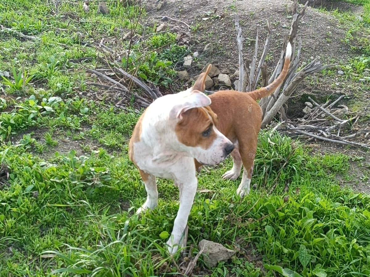 Vuoi adottare un cane a Caserta?