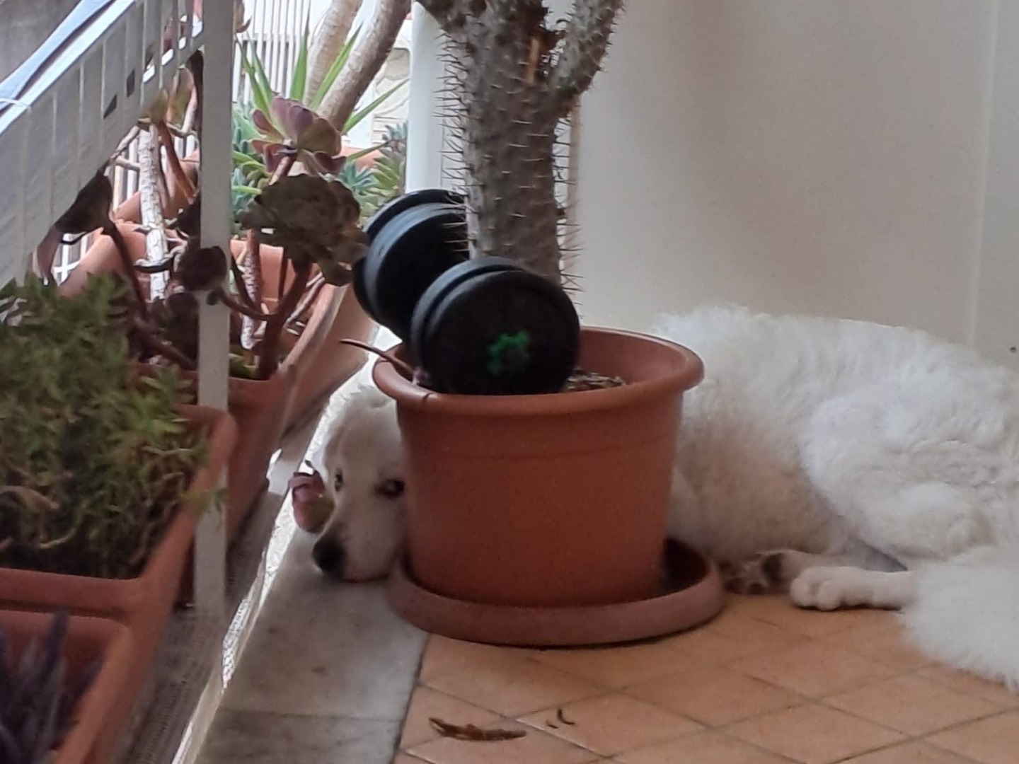 Foto dell'animale