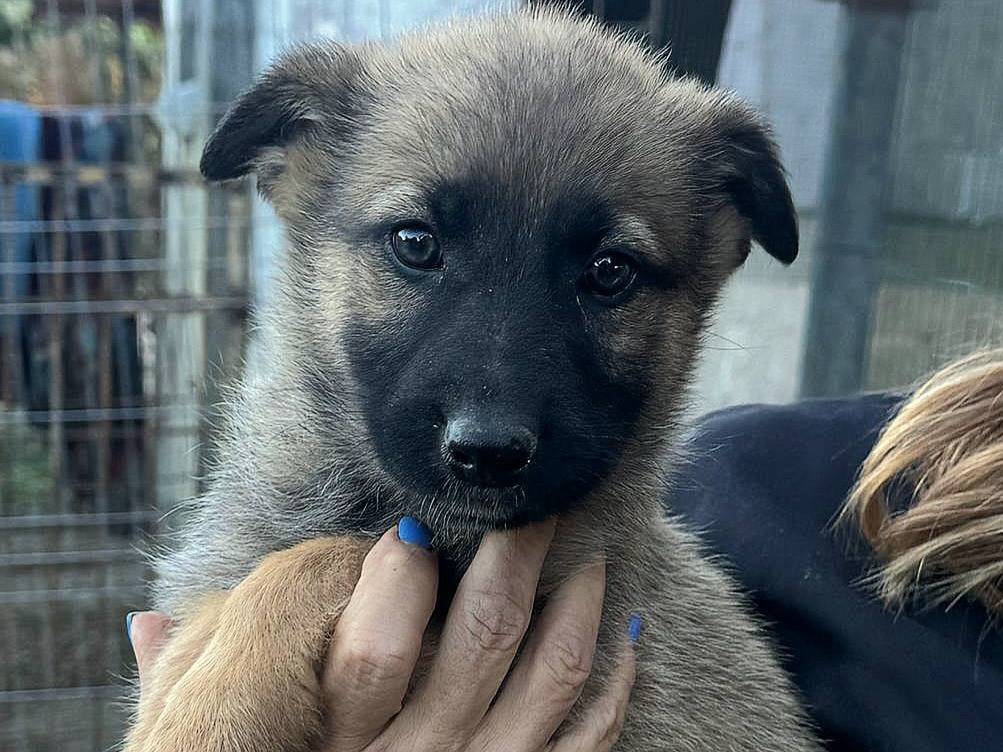 Adozione cane, femmina, meticcio, 2 mesi, taglia media, Teramo