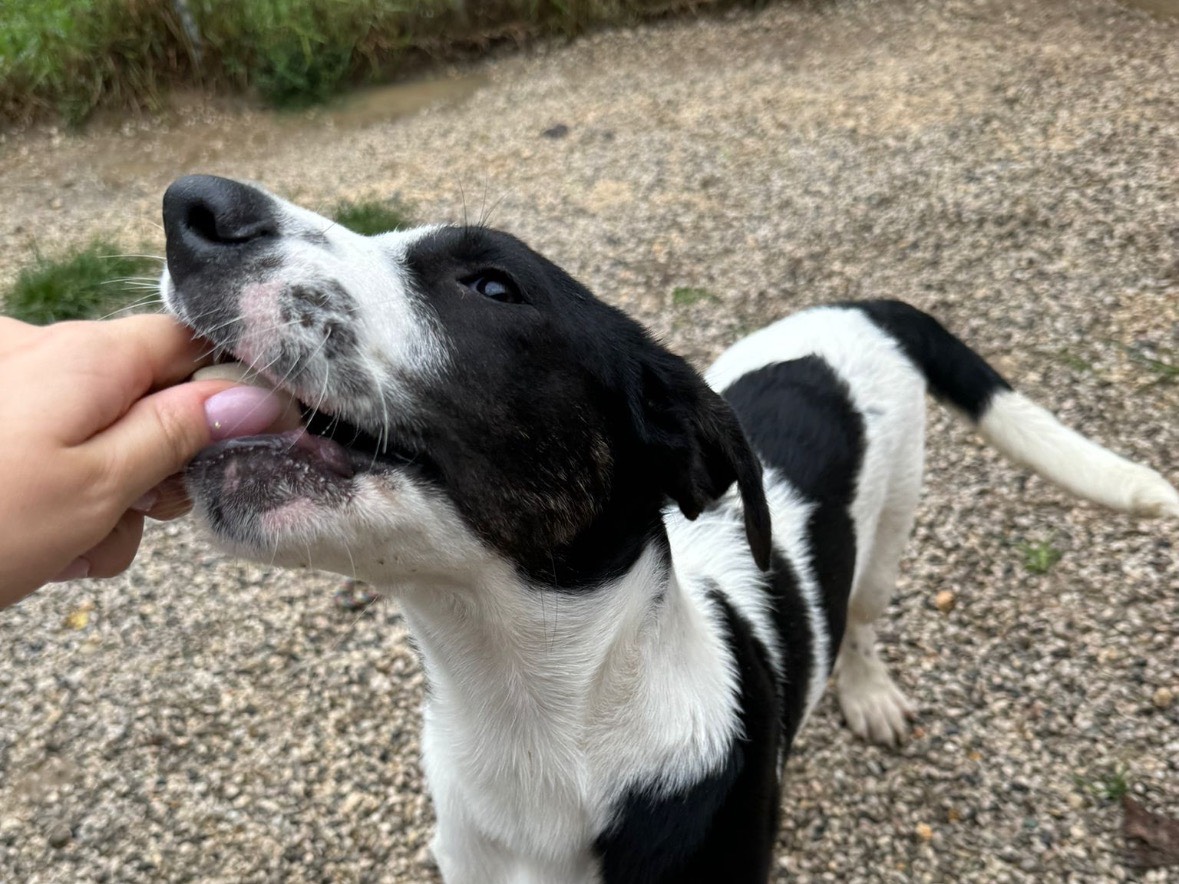 Foto dell'animale