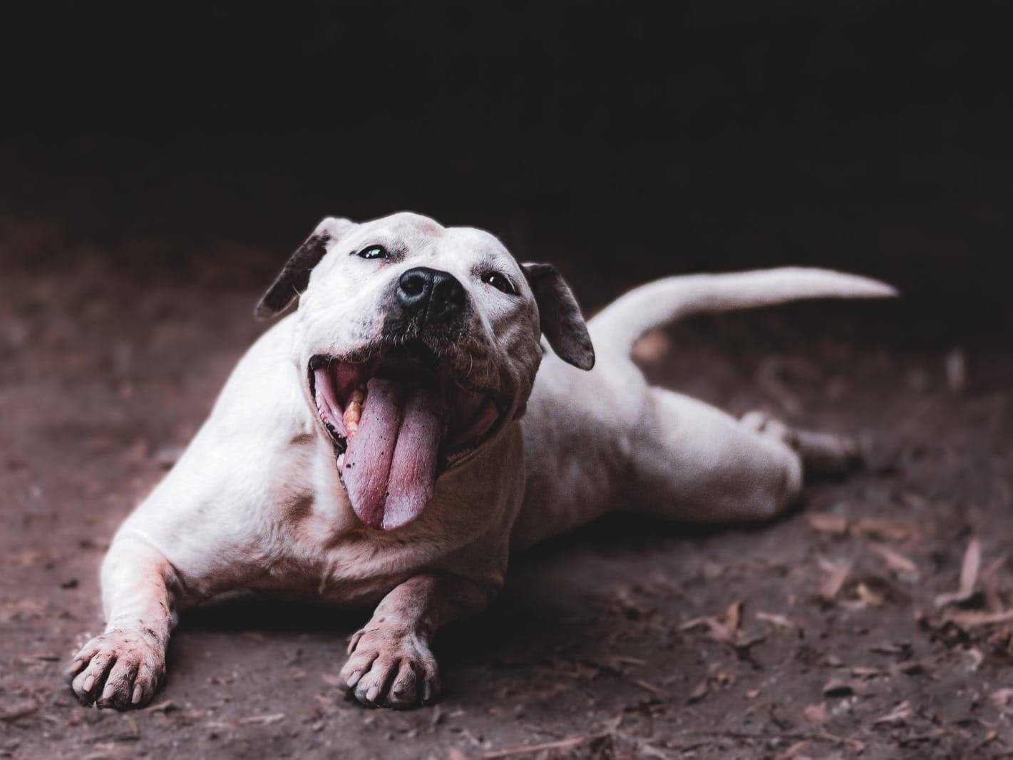 Foto dell'animale