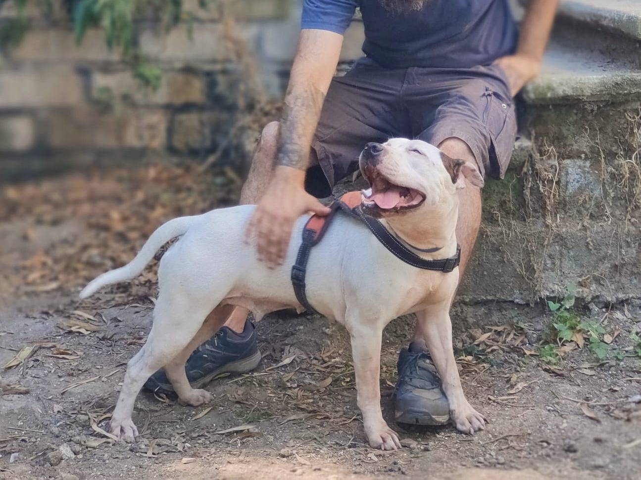 Adotta un cane, femmina, 5 anni  e 3 mesi , Roma