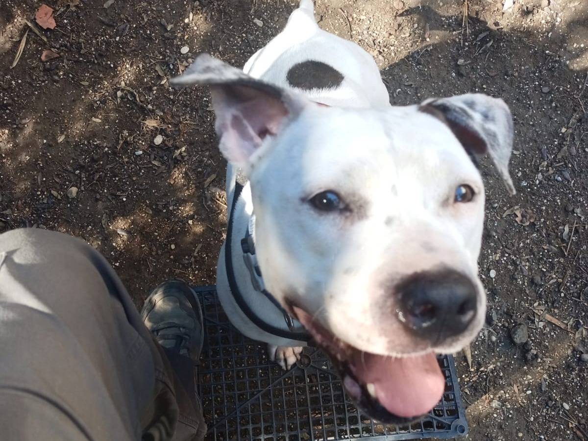 Adotta un cane, taglia media, femmina, Roma