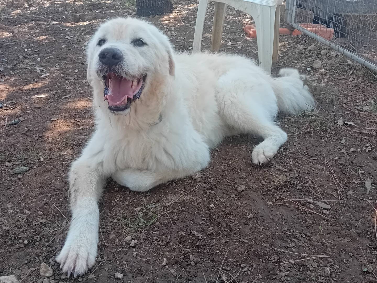 Adozione cane, maschio, Spinone, 6 anni  e 3 mesi , taglia gigante, Barletta