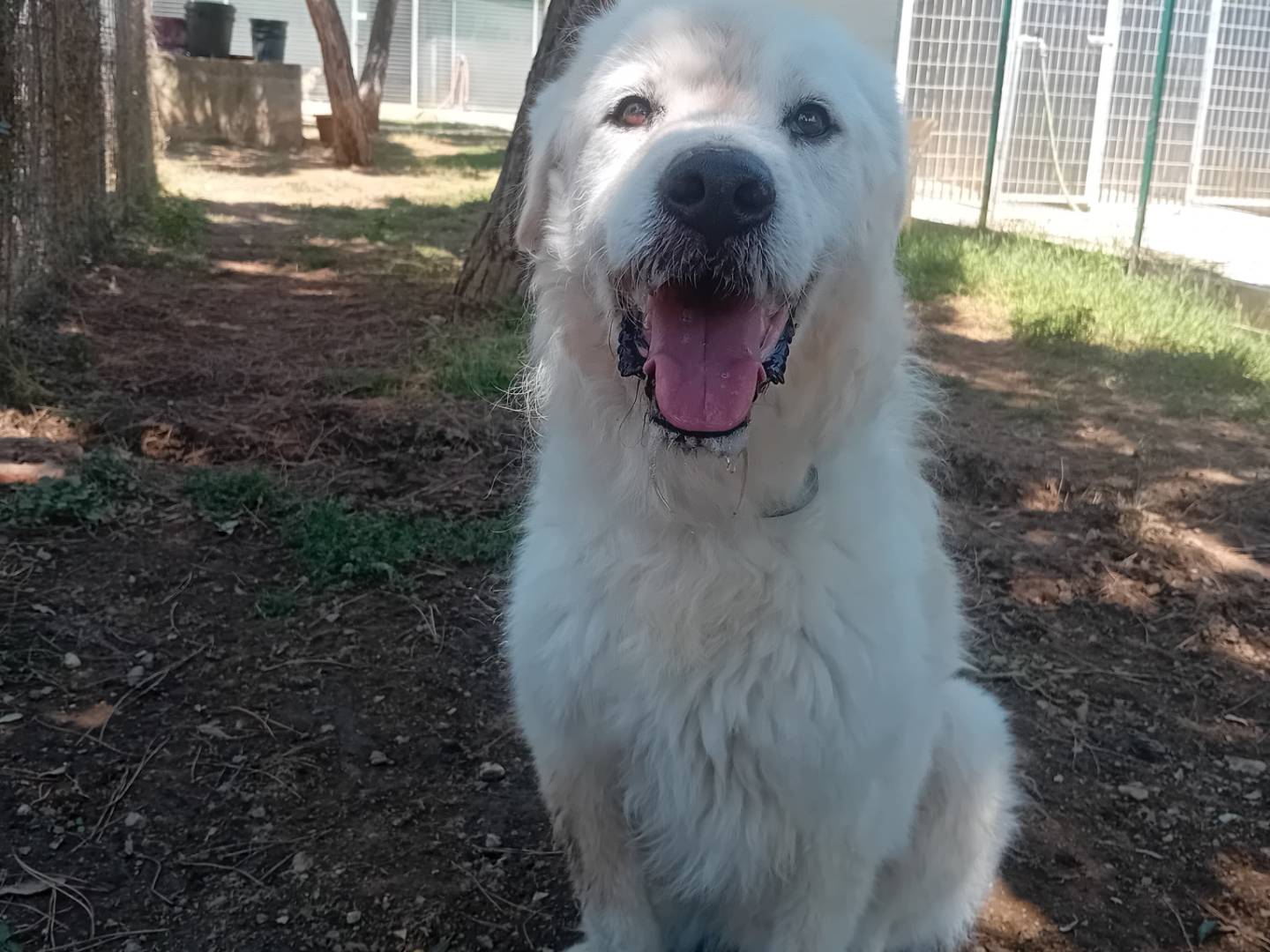 Adotta il cane Aki a Barletta