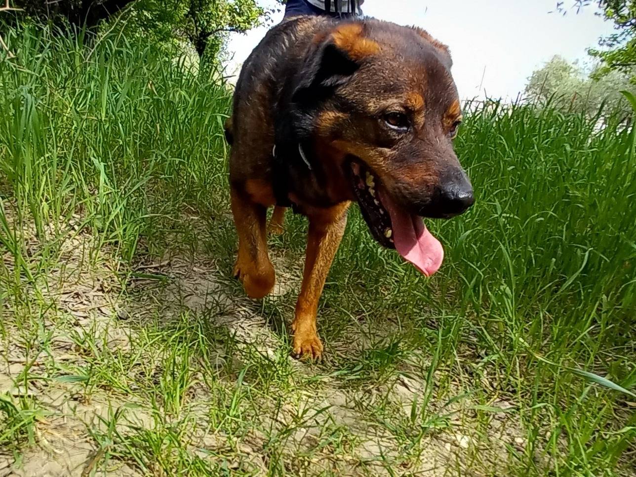 Vuoi adottare un cane a Barletta?