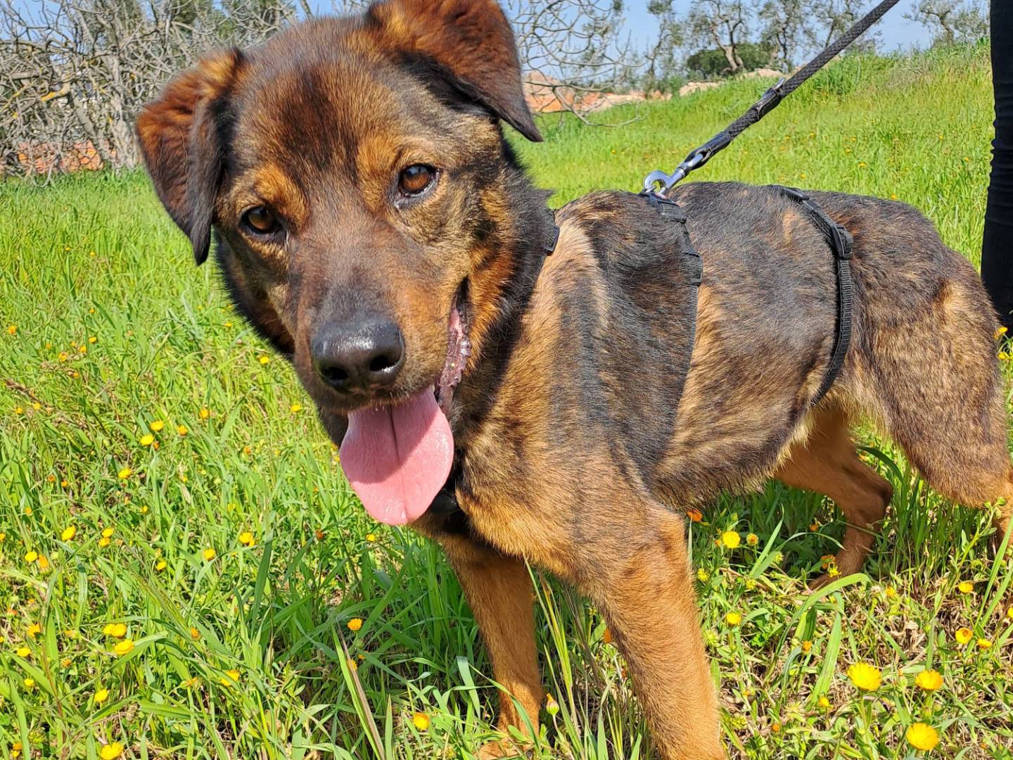 Adotta il cane Argo a Barletta