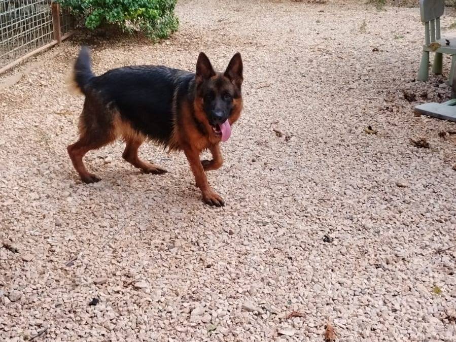 Adotta un cane, femmina, 3 anni, Bari